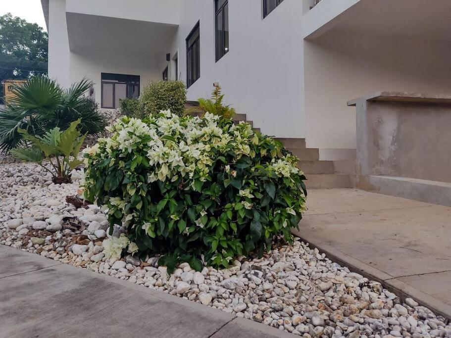 The Willow Apartment Ocho Rios Exterior foto